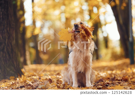 Cute dog is outdoors in the autumn forest at daytime. With yellow leaves in mouth Cute dog is outdoors in the autumn forest at daytime. With yellow leaves in mouth 125142628