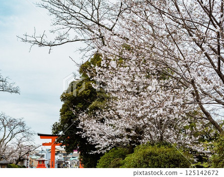 The pretty cherry blossoms of Mount Fuji Hongu Sengen Shrine The pretty cherry blossoms of Mount Fuji Hongu Sengen Shrine 125142672