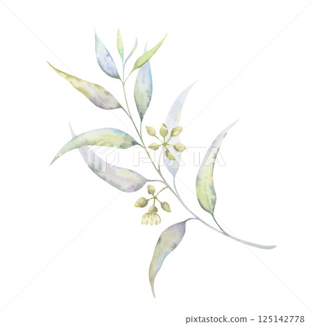Eucalyptus flowering branch. Soft watercolor botanical illustration. Buds and flowers in muted tones. Ideal for natural cosmetics, wedding stationery, eco-friendly branding 125142778