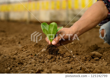 Hand planting young seedling in fertile soil. Growth, sustainability, and eco-friendly agriculture 125142799