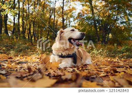 Sitting on the ground. Cute dog is outdoors in the autumn forest at daytime 125142843