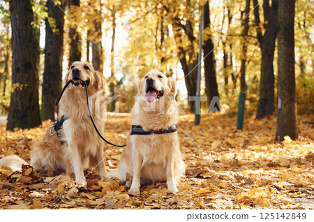 Holding leash. Two labrador retrievers are together in the forest at autumn season daytime Holding leash. Two labrador retrievers are together in the forest at autumn season daytime 125142849