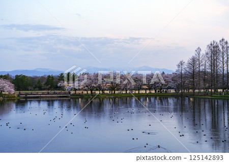 富山縣中央植物園櫻花節點燈 富山縣中央植物園櫻花節點燈 125142893
