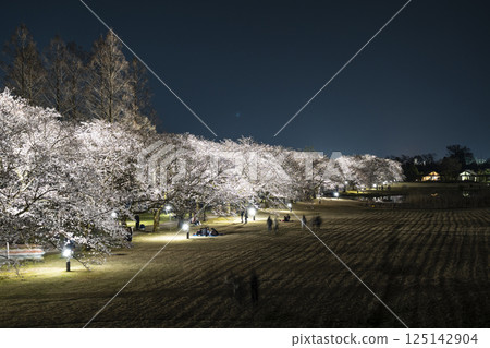 Toyama Prefectural Central Botanical Garden Sakura Festival Illumination Toyama Prefectural Central Botanical Garden Sakura Festival Illumination 125142904