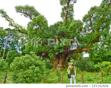 The nationally designated natural monument, Kawatana Camphor Forest, is located in Shimonoseki, Yamaguchi Prefecture. The nationally designated natural monument, Kawatana Camphor Forest, is located in Shimonoseki, Yamaguchi Prefecture. 125142926
