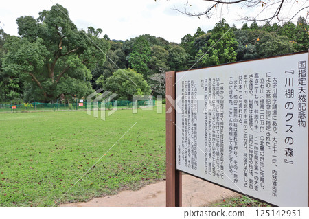 國家指定天然紀念物川棚樟樹林位於山口縣下關市。 國家指定天然紀念物川棚樟樹林位於山口縣下關市。 125142951