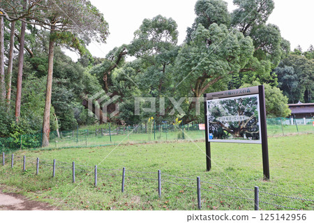 國家指定天然紀念物川棚樟樹林位於山口縣下關市。 125142956