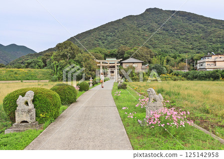 山口縣下關市龍王神社參拜道上盛開的大波斯菊 山口縣下關市龍王神社參拜道上盛開的大波斯菊 125142958