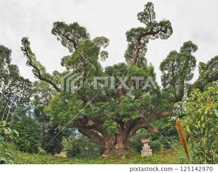 The nationally designated natural monument, Kawatana Camphor Forest, is located in Shimonoseki, Yamaguchi Prefecture. The nationally designated natural monument, Kawatana Camphor Forest, is located in Shimonoseki, Yamaguchi Prefecture. 125142970