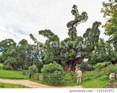 The nationally designated natural monument, Kawatana Camphor Forest, is located in Shimonoseki, Yamaguchi Prefecture. 125142971