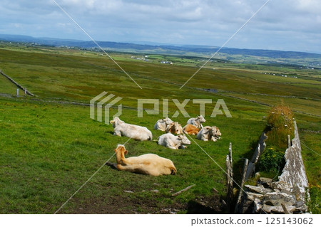 Irish countryside landscape with a white cows Irish countryside landscape with a white cows 125143062