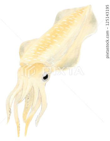 Watercolor painting of Bigfin Reef Squid 125143195