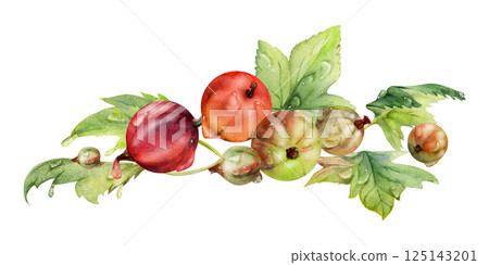 Currant gooseberry leaves heap bunch, ripe garden berry huckleberry juneberry casseille jostaberry. Isolated botanical illustration, watercolor hand drawn. For restaurant, cafe menu, farmers market Currant gooseberry leaves heap bunch, ripe garden berry huckleberry juneberry casseille jostaberry. Isolated botanical illustration, watercolor hand drawn. For restaurant, cafe menu, farmers market 125143201