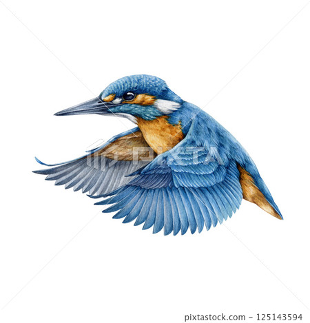 Flying kingfisher bird watercolor illustration. Hand drawn vintage style realistic illustration. Bright blue bird with orange breast in flight. Common kingfisher isolated on white background Flying kingfisher bird watercolor illustration. Hand drawn vintage style realistic illustration. Bright blue bird with orange breast in flight. Common kingfisher isolated on white background 125143594