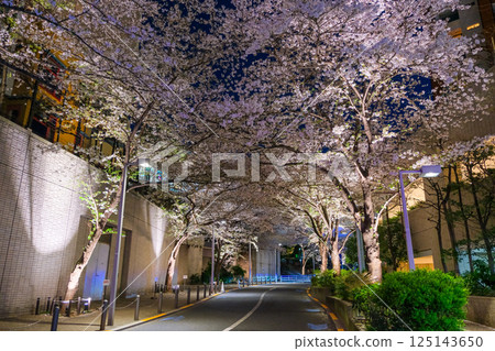 Cherry blossoms at night on Sakurazaka in Roppongi, Minato Ward, Tokyo 125143650