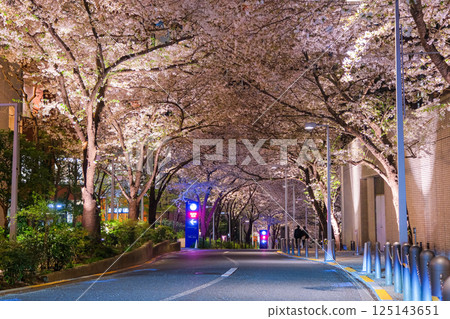 Cherry blossoms at night on Sakurazaka in Roppongi, Minato Ward, Tokyo Cherry blossoms at night on Sakurazaka in Roppongi, Minato Ward, Tokyo 125143651