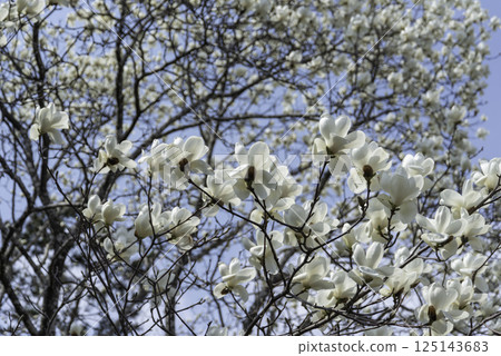 Hakumokuren發光在藍天 125143683