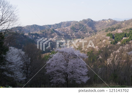 信州安曇野市池田町大仙峽的山櫻花（2025年拍攝） 125143702