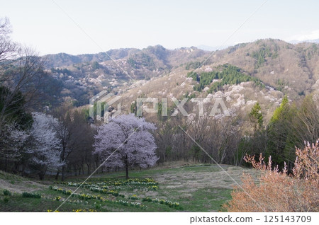 Mountain cherry blossoms at Osenkyo Gorge in Ikeda Town, Azumino, Shinshu (photographed in 2025) Mountain cherry blossoms at Osenkyo Gorge in Ikeda Town, Azumino, Shinshu (photographed in 2025) 125143709