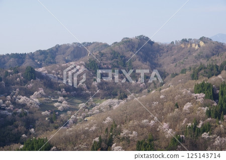 信州安曇野市池田町大仙峽的山櫻花（2025年拍攝） 125143714