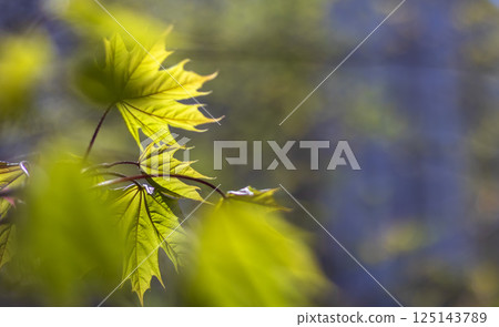 Close-up of young green maple leaves bursting with spring sunlight on a blurred blue background. Copy space, for text 125143789