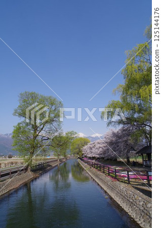 Shinshu Azumino Field Northern Alps and Kagoshima (Scenery) Scenery with spring cherry Azumino popular shooting point 125144176