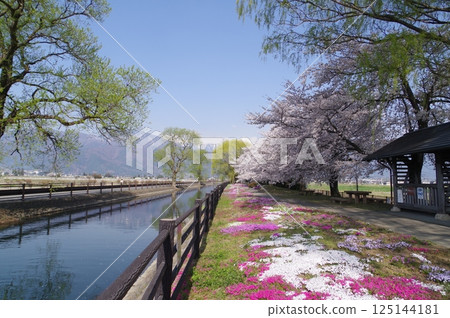 Shinshu Azumino Field Northern Alps and Kagoshima (Scenery) Scenery with spring cherry Azumino popular shooting point 125144181