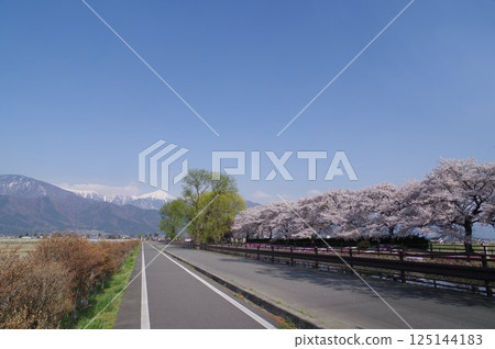 Shinshu Azumino Field Northern Alps and Kagoshima (Scenery) Scenery with spring cherry Azumino popular shooting point 125144183