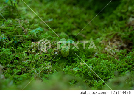 Moss carpet and young leaves 125144456