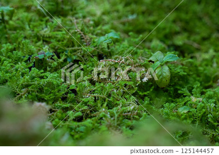 Moss carpet and young leaves 125144457