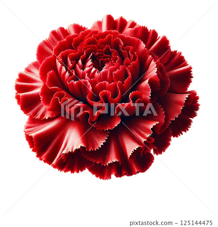 皇家花卉：紅色康乃馨 125144475