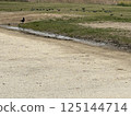 A flock of pigeons on the riverbank and a black bird looking my way 125144714