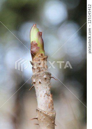 Young shoots of the elm tree Young shoots of the elm tree 125145412