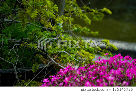 Japanese landscape Japanese landscape 125145756