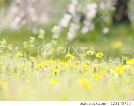 Dandelion and shepherd's purse grassland and weeping cherry blossoms Dandelion and shepherd's purse grassland and weeping cherry blossoms 125145793