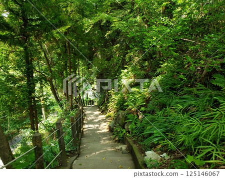 Path through the forest 125146067