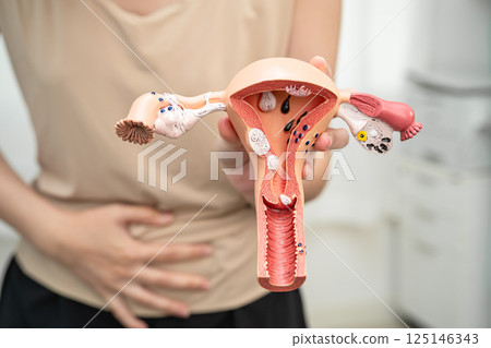 Uterus, Asian, woman holding human anatomy model. 125146343