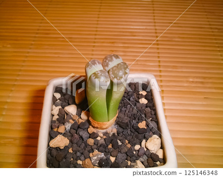 A potted Lithops with a unique appearance A potted Lithops with a unique appearance 125146348