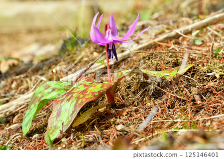 Katakuri flowers blooming in early spring 125146401