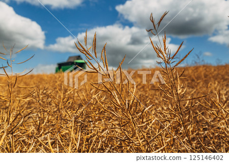 Rapeseed Brassica napus, ripe dry rapeseed in the field. Rapeseed stems before harvesting. 125146402