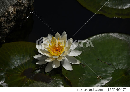 Water lily 125146471