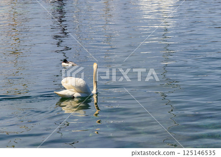 White swan swimming in the lake 125146535