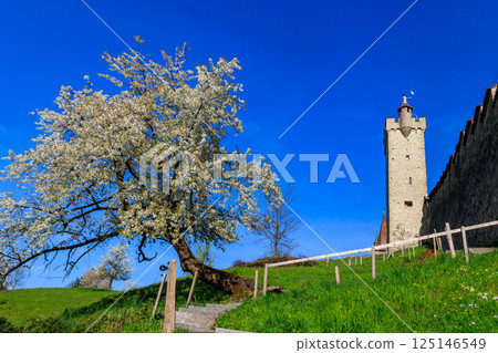 Tower in city wall of Lucerne (Musegg Wall) and white blossoming cherry tree at spring in Lucerne, Switzerland 125146549