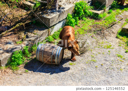 Bear in Bear Pit in Bern, Switzerland. Bear is a symbol of Bern city 125146552