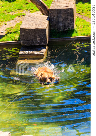 Bear in Bear Pit in Bern, Switzerland. Bear is a symbol of Bern city Bear in Bear Pit in Bern, Switzerland. Bear is a symbol of Bern city 125146553