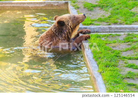 Bear in Bear Pit in Bern, Switzerland. Bear is a symbol of Bern city 125146554