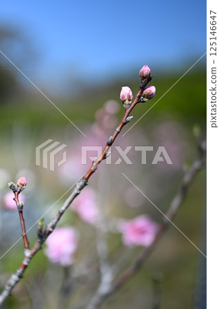 等待綻放的桃花蕾 等待綻放的桃花蕾 125146647