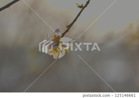 Blossoms on almond trees. Blooming almond trees in almond orchard. Concept of flowering trees in spring. The concept of agriculture and orcharding. Petals of flowers on almond trees. Macro image 125146661