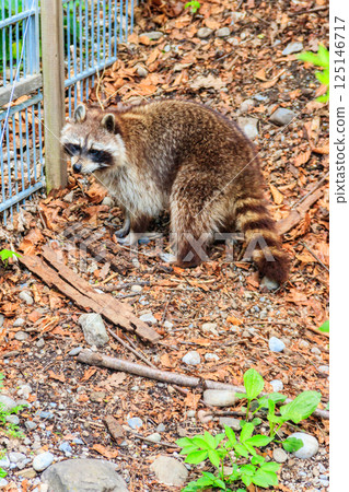 Raccoon (Procyon lotor), also known as the common raccoon, North American raccoon, northern raccoon, or coon, is a medium-sized mammal native to North America Raccoon (Procyon lotor), also known as the common raccoon, North American raccoon, northern raccoon, or coon, is a medium-sized mammal native to North America 125146717