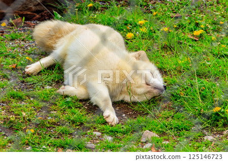 White arctic fox resting in the grass at the zoo 125146723